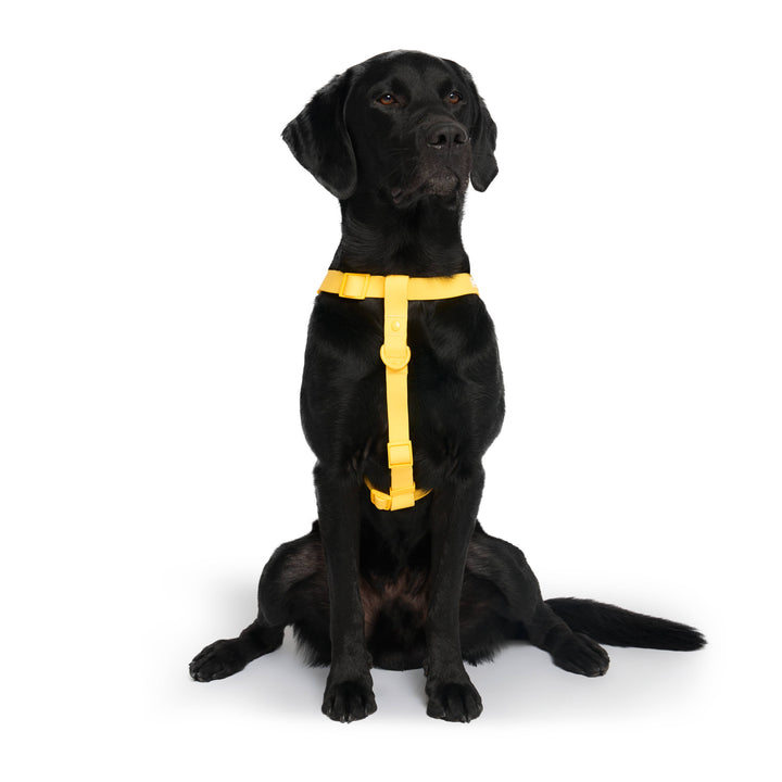 Canada Pooch - Waterproof Dog Harness (Yellow)