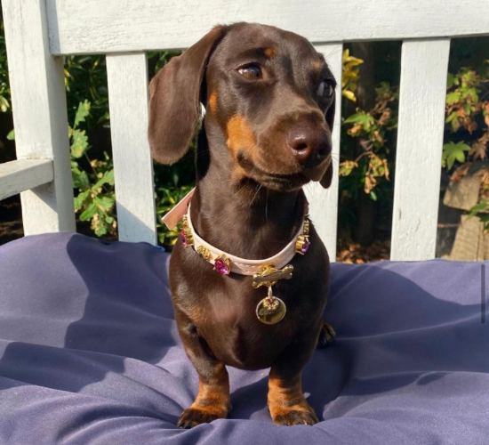 Paw London - Chelsea Pink Swarovski Dog Harness + Collar +  Chain Leash: S / No