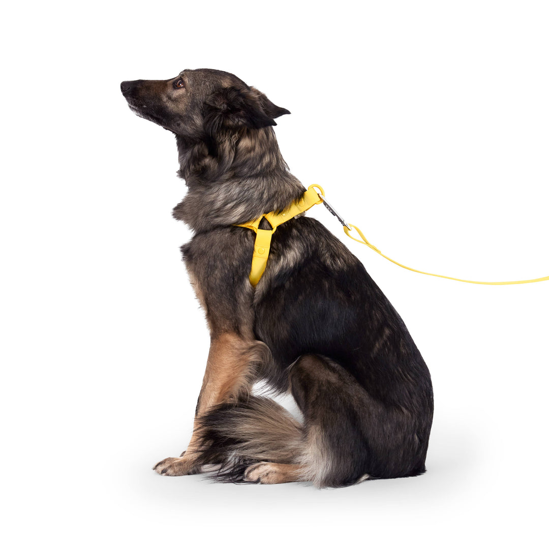 Canada Pooch - Waterproof Dog Harness (Yellow)