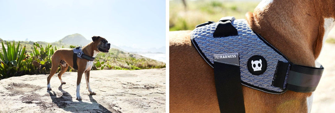 Zee.Dog - Urban | FlyHarness: Size 1
