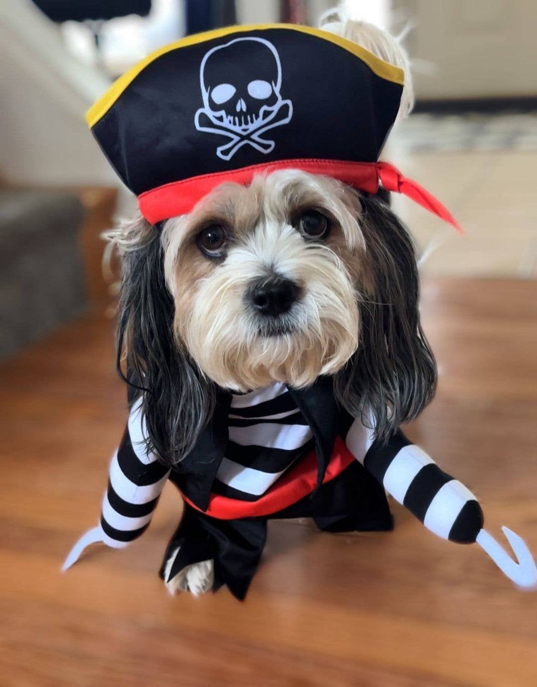 Show & Tail - Pet Apparel - Black Paw-Irate: L