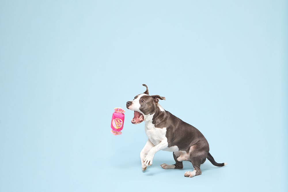 Pet Palette Distribution - BARK Bubble Gum