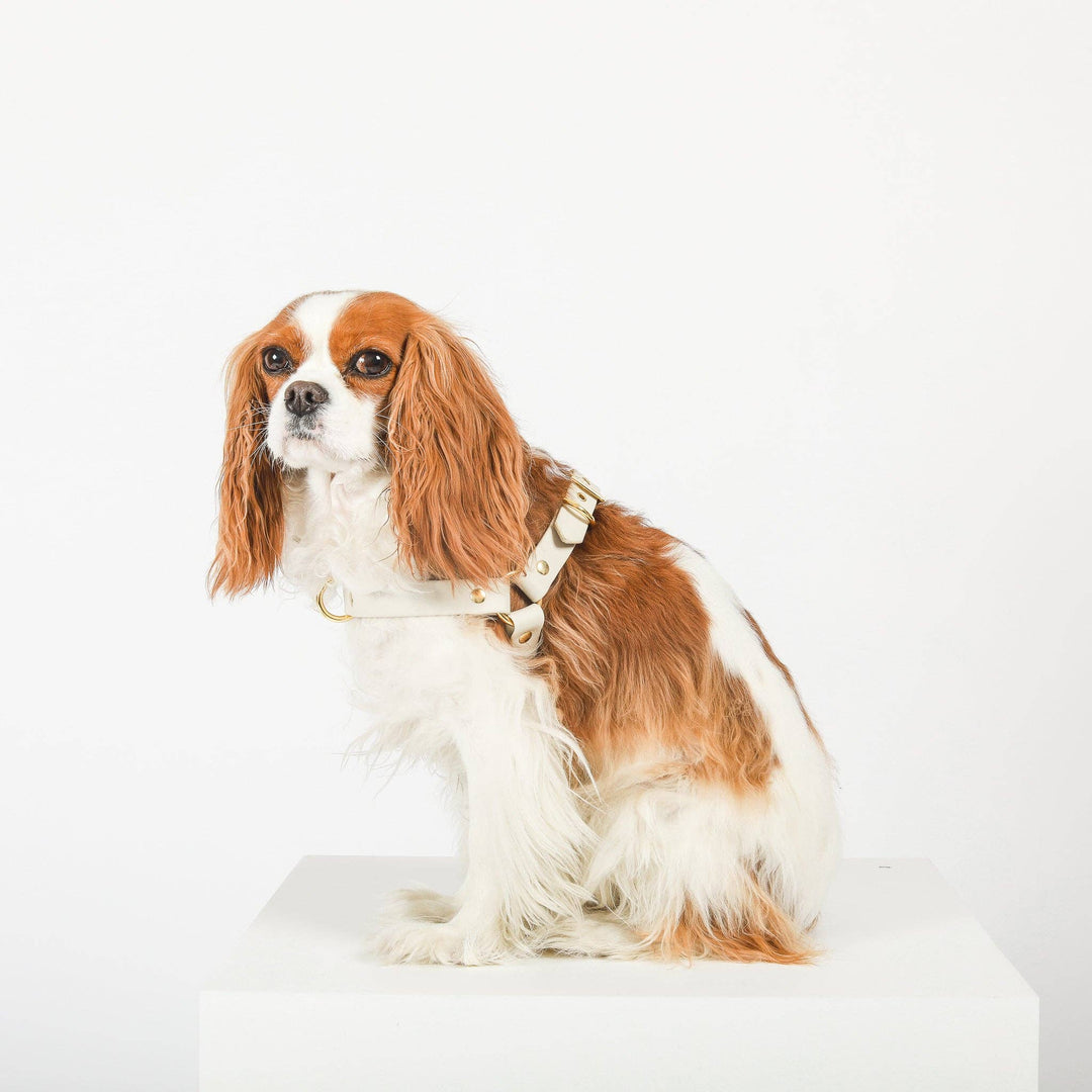 Cavology - DOG HARNESS STEP IN LUXE HARNESS - WHITE AND GOLD WEDDING