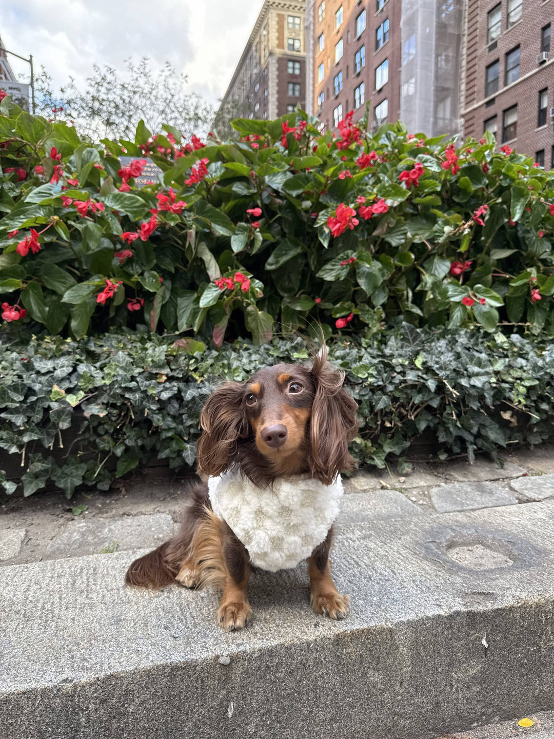 Lambwolf Collective - CROSBY//DOG CLOTHING//APPAREL: Cream / S