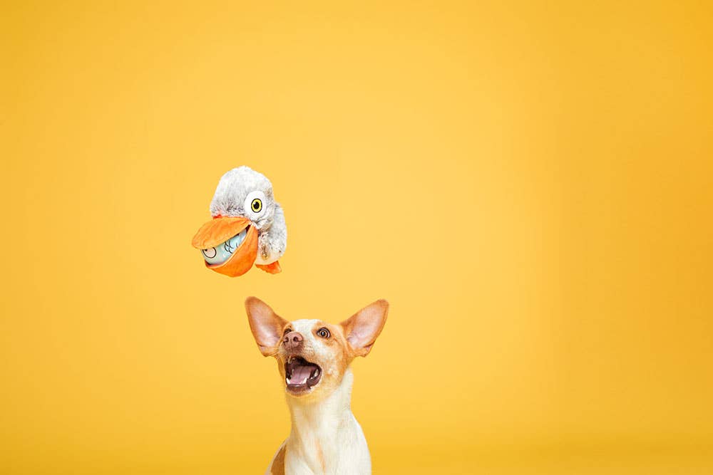 Pet Palette Distribution - BARK Big Bill & Beak-A-Boo Fish