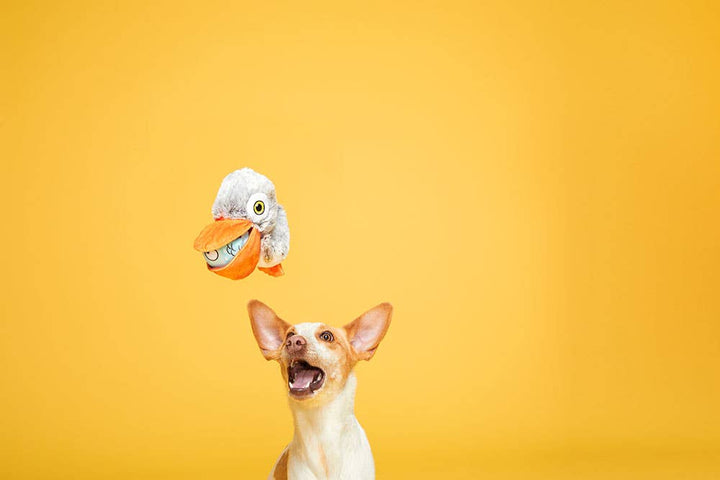 Pet Palette Distribution - BARK Big Bill & Beak-A-Boo Fish