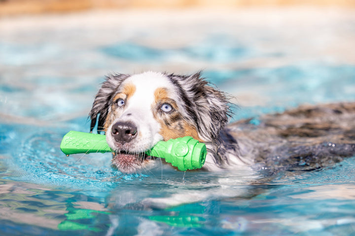 Pet Palette Distribution - Project Hive Tropical Coconut Scent Hive Fetch Stick Green