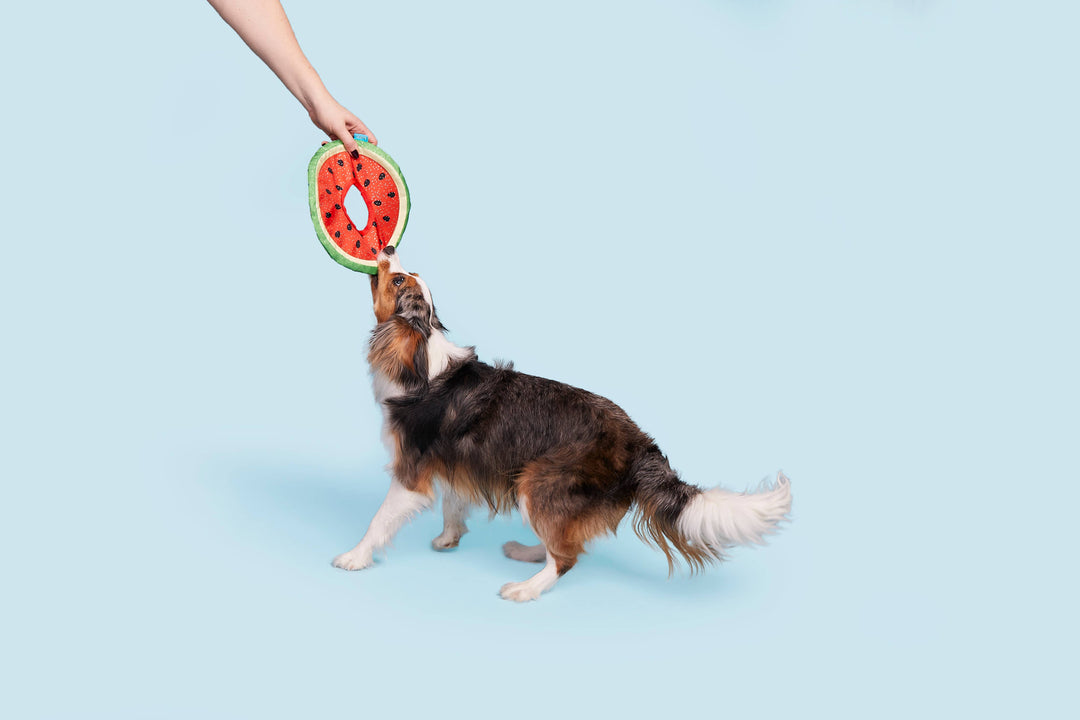 Pet Palette Distribution - BARK Slobbermelon Fetch