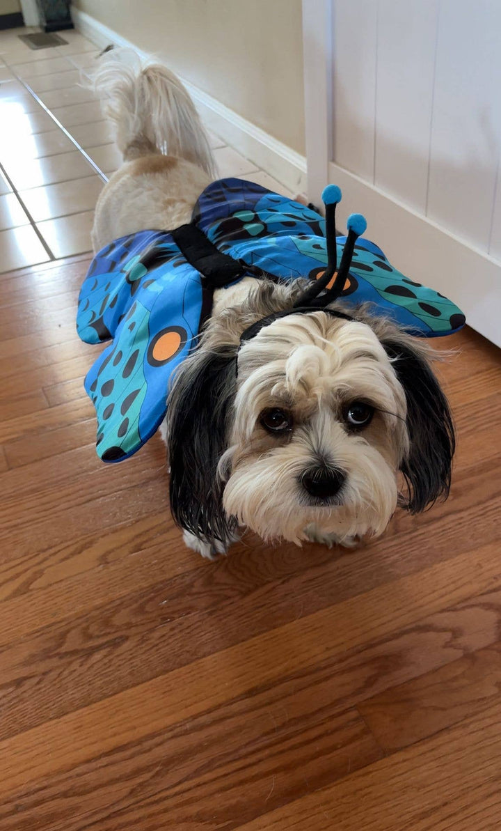 Show & Tail - Pet Apparel - Flutterpaws: XS