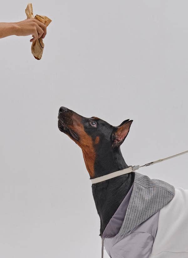 PEHOM - Pet Neoprene Zip Hoodie: M