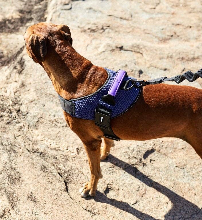 Zee.Dog - Wicked | FlyHarness: Size 5