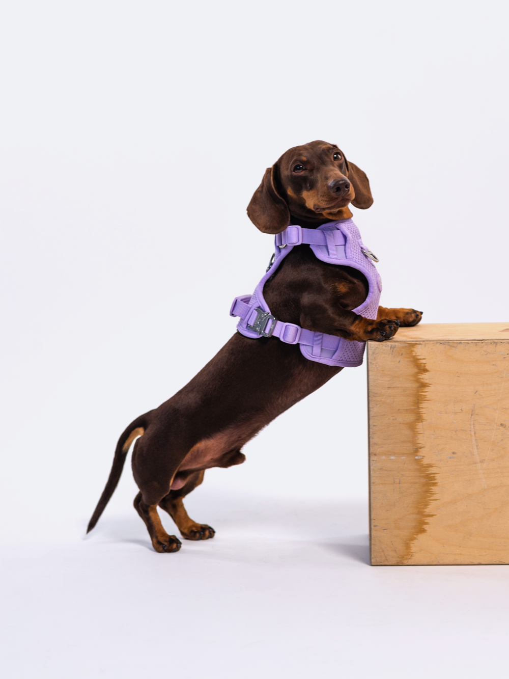 RIFRUF - Commuter Harness: Taro / L