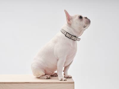 PEHOM - DOUBLE COLORES COLLAR: BLACK BEIGE / S