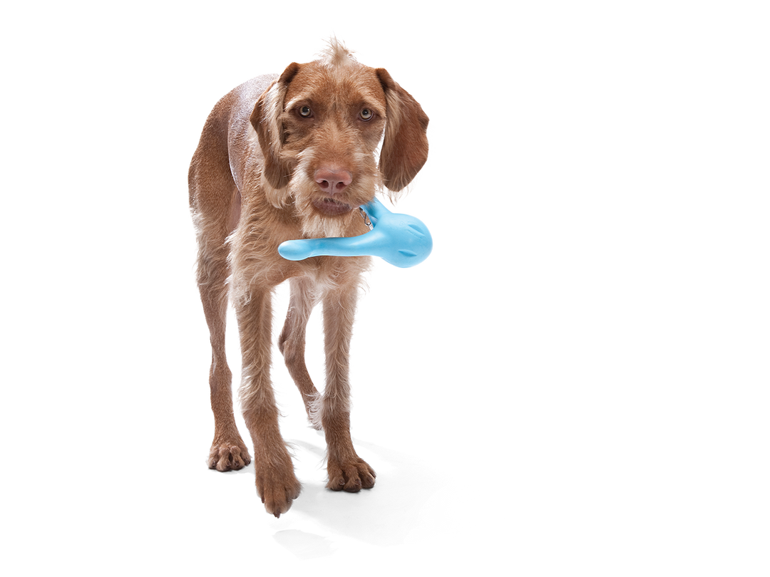 West Paw - Tizzi® Puzzle Treat-Dispensing Dog Enrichment Toy: S / Aqua Blue