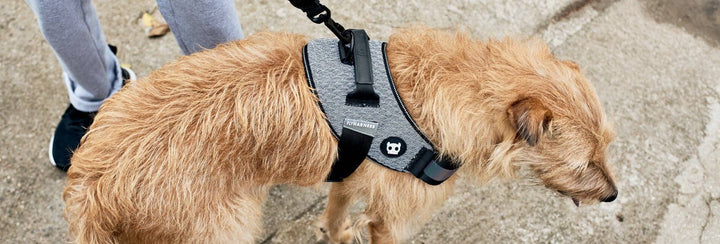 Zee.Dog - Urban | FlyHarness: Size 5