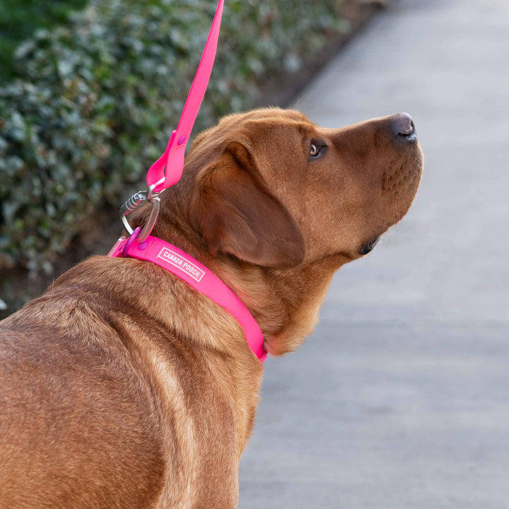 Canada Pooch - Waterproof Dog Leash (Pink): S/M / Pink