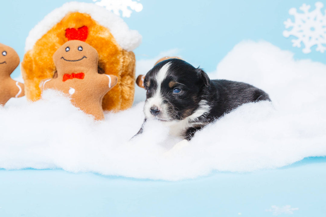 Pet Palette Distribution - ZippyPaws Burrow Gingerbread House