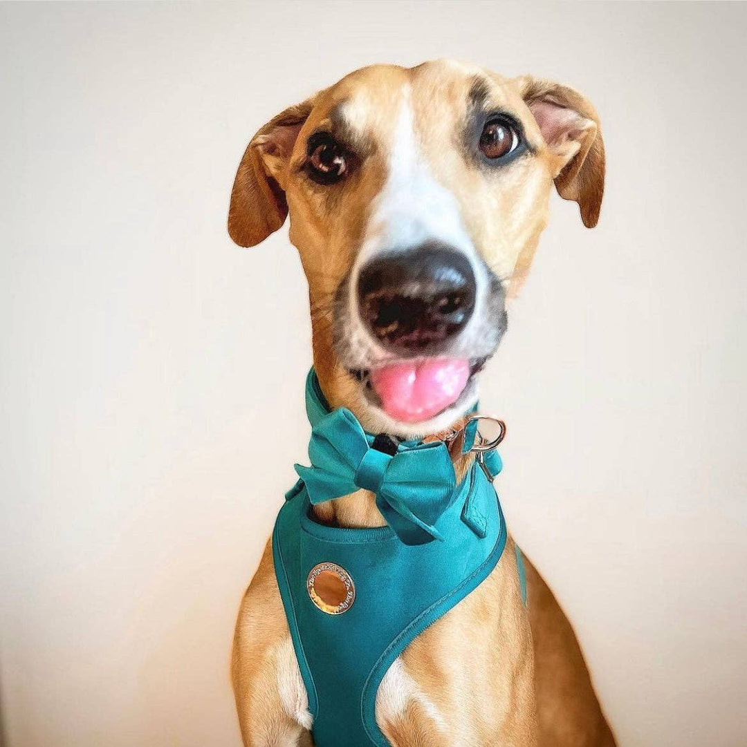 The Spotted Dog Company - Jade Velvet Harness: XS