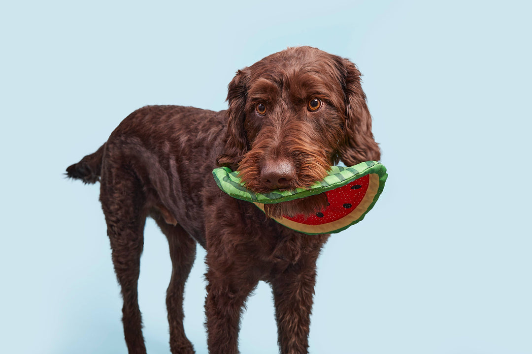 Pet Palette Distribution - BARK Slobbermelon Fetch