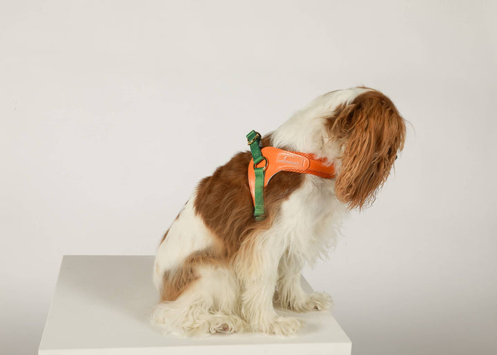 Cavology - DOG HARNESS STEP IN EASY ON MESH MANGO