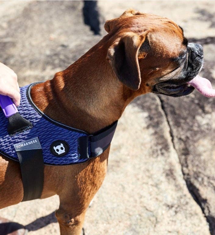 Zee.Dog - Wicked | FlyHarness: Size 5