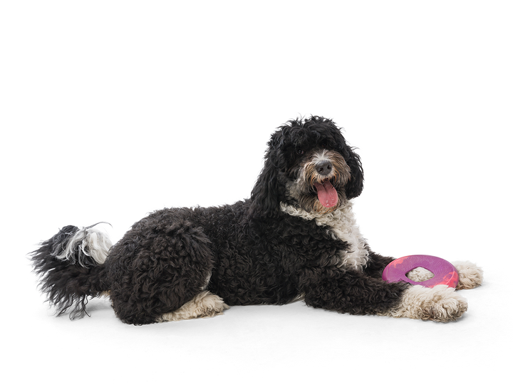 West Paw - Sailz® Dog Frisbee Fetch Toy: Large / Emerald