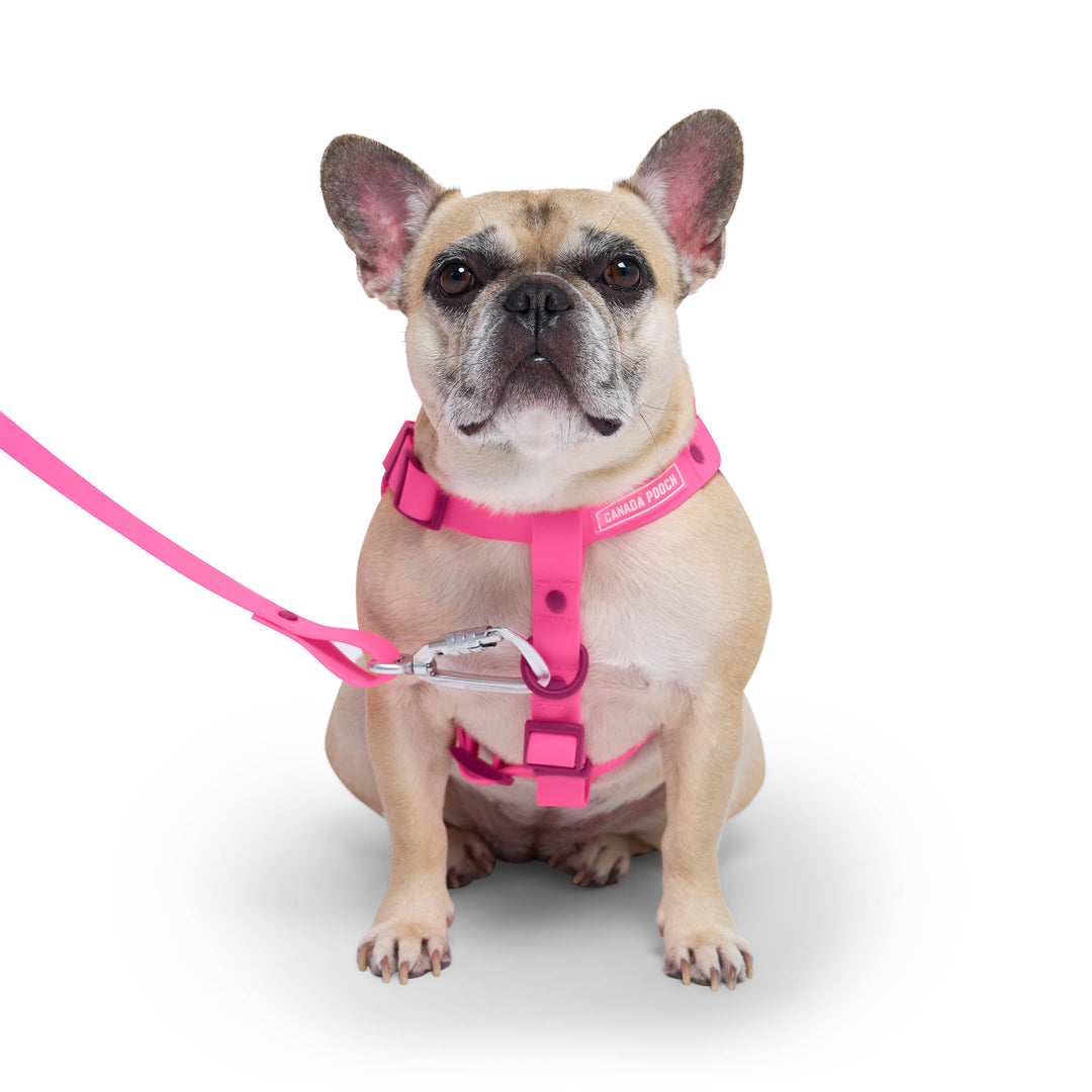 Canada Pooch - Waterproof Dog Harness (Pink)