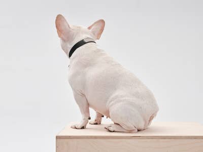 PEHOM - DOUBLE COLORES COLLAR: ORANGE BLUE / M