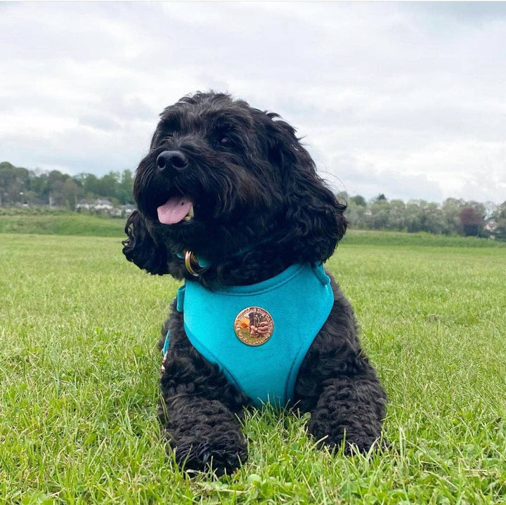 The Spotted Dog Company - Jade Velvet Harness: Medium