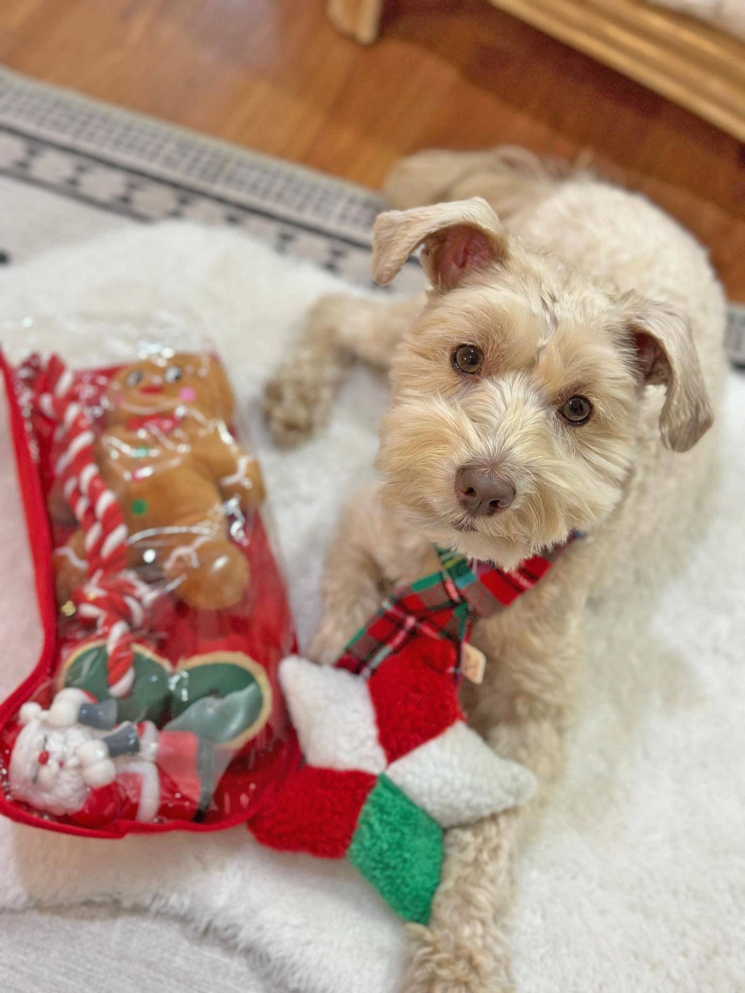 Midlee Designs - Midlee Toy Filled Christmas Dog Stocking Gift Set