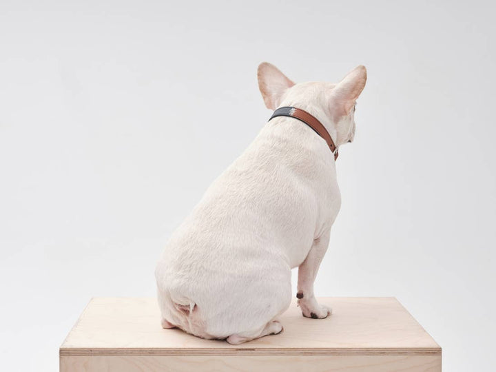 PEHOM - DOUBLE COLORES COLLAR: ORANGE GREEN / S