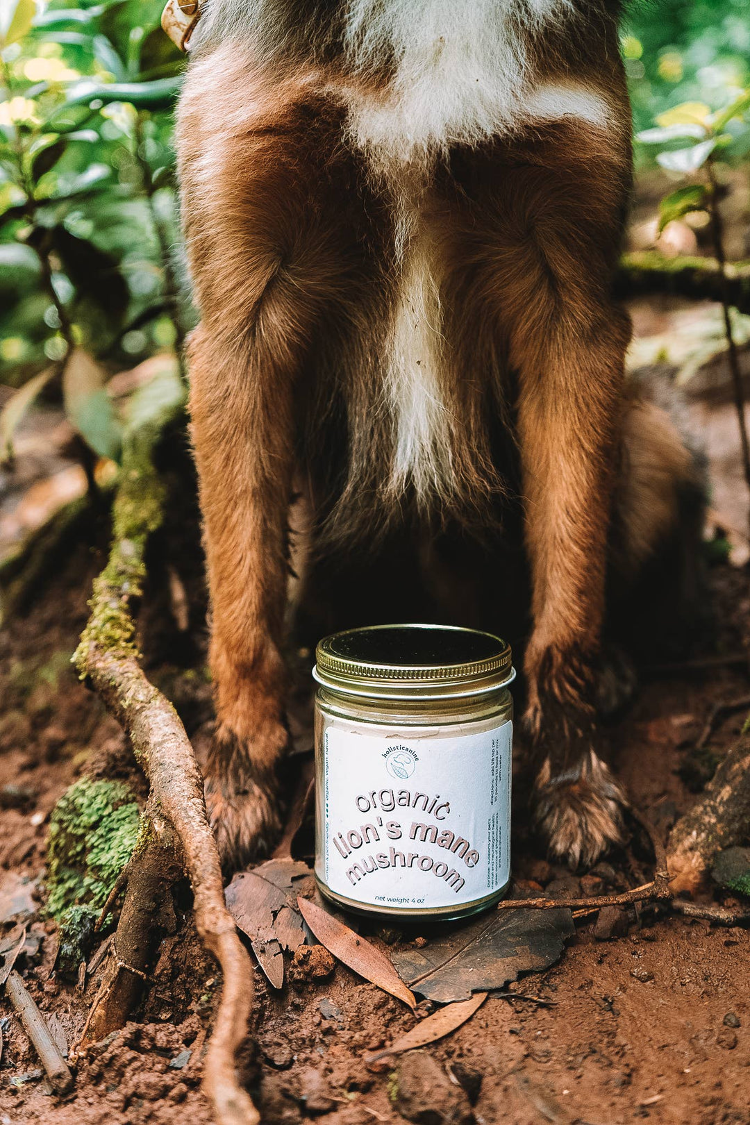 holisticanine - Organic Lion's Mane Mushroom Supplement