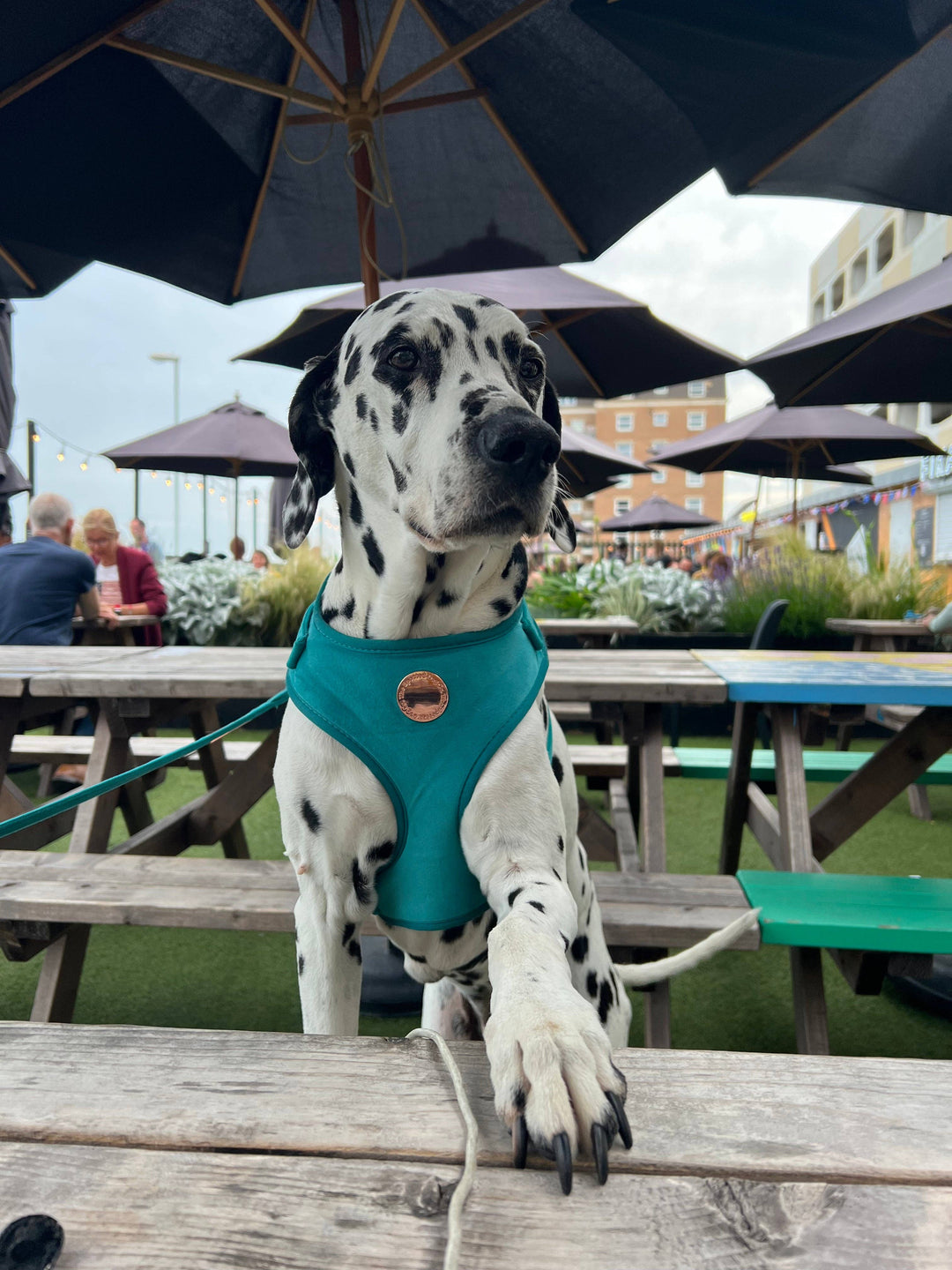 The Spotted Dog Company - Jade Velvet Harness: Medium