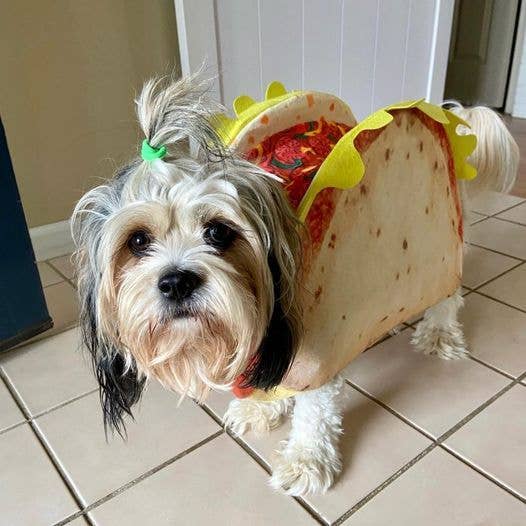 Show & Tail - Pet Apparel - Spec-Taco-Ler Dog Taco: XXS