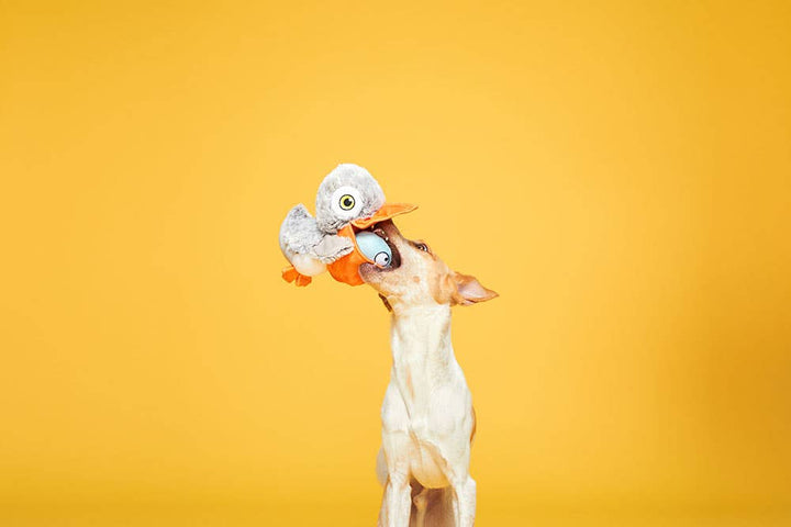 Pet Palette Distribution - BARK Big Bill & Beak-A-Boo Fish