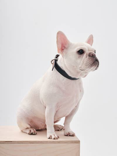 PEHOM - DOUBLE COLORES COLLAR: ORANGE GREEN / M