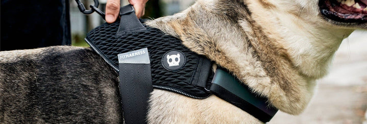 Zee.Dog - Gotham | FlyHarness: Size 3