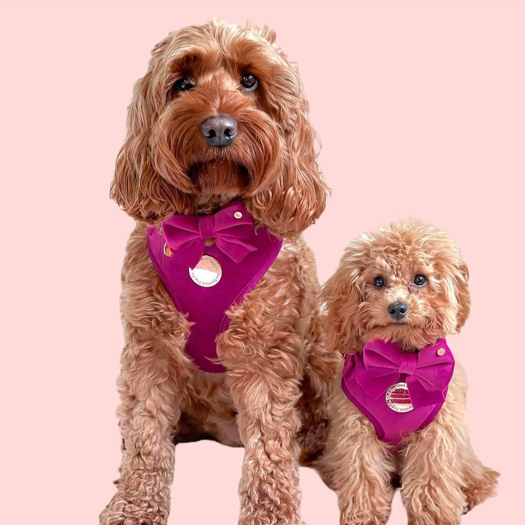The Spotted Dog Company - Magenta Velvet Harness: XS