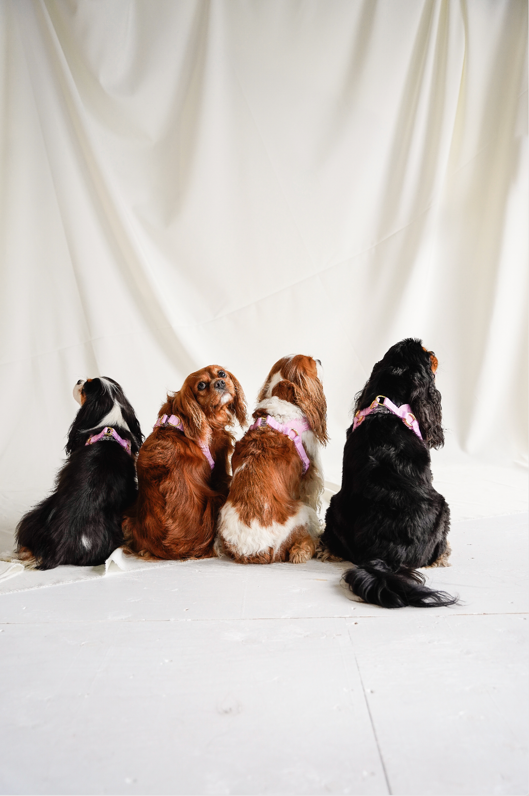 Cavology - DOG HARNESS STEP IN EASY ON MESH MANGO