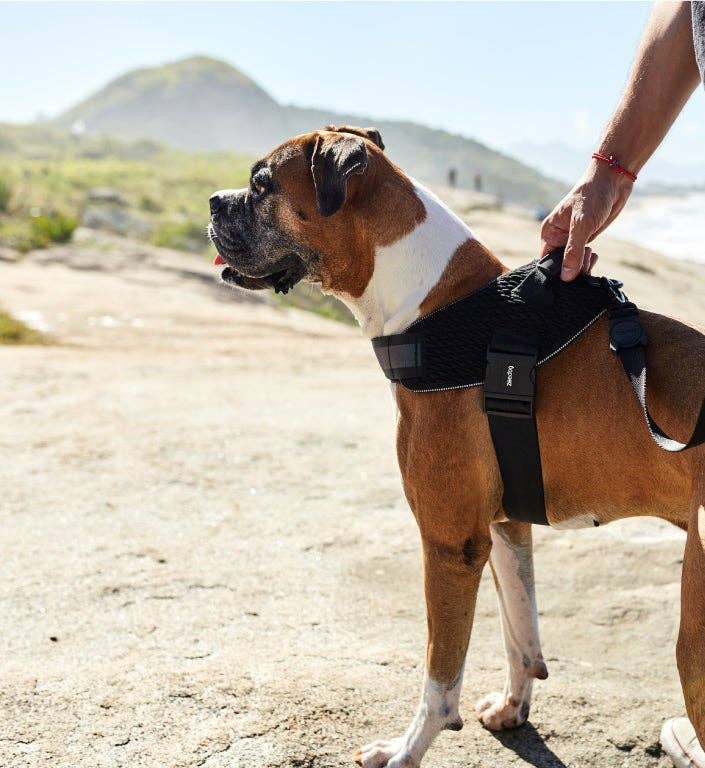 Zee.Dog - Gotham | FlyHarness: Size 1