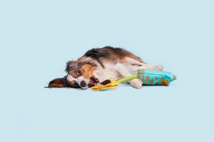 Pet Palette Distribution - BARK Funflower Seeds