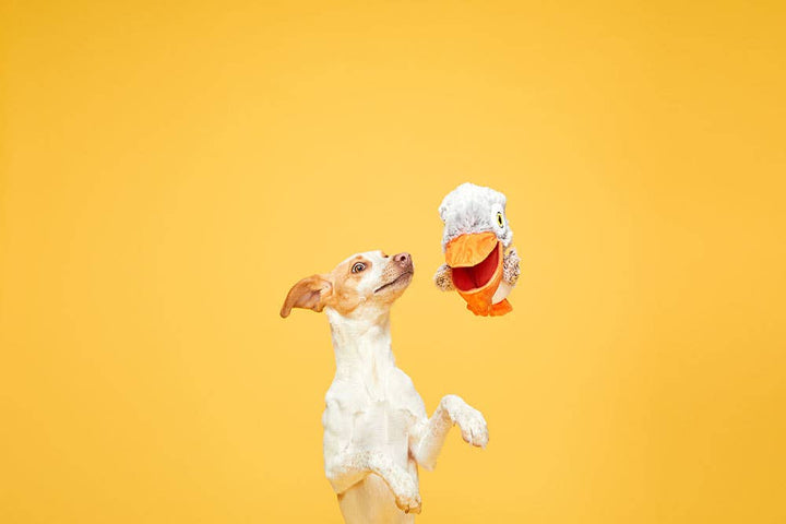 Pet Palette Distribution - BARK Big Bill & Beak-A-Boo Fish