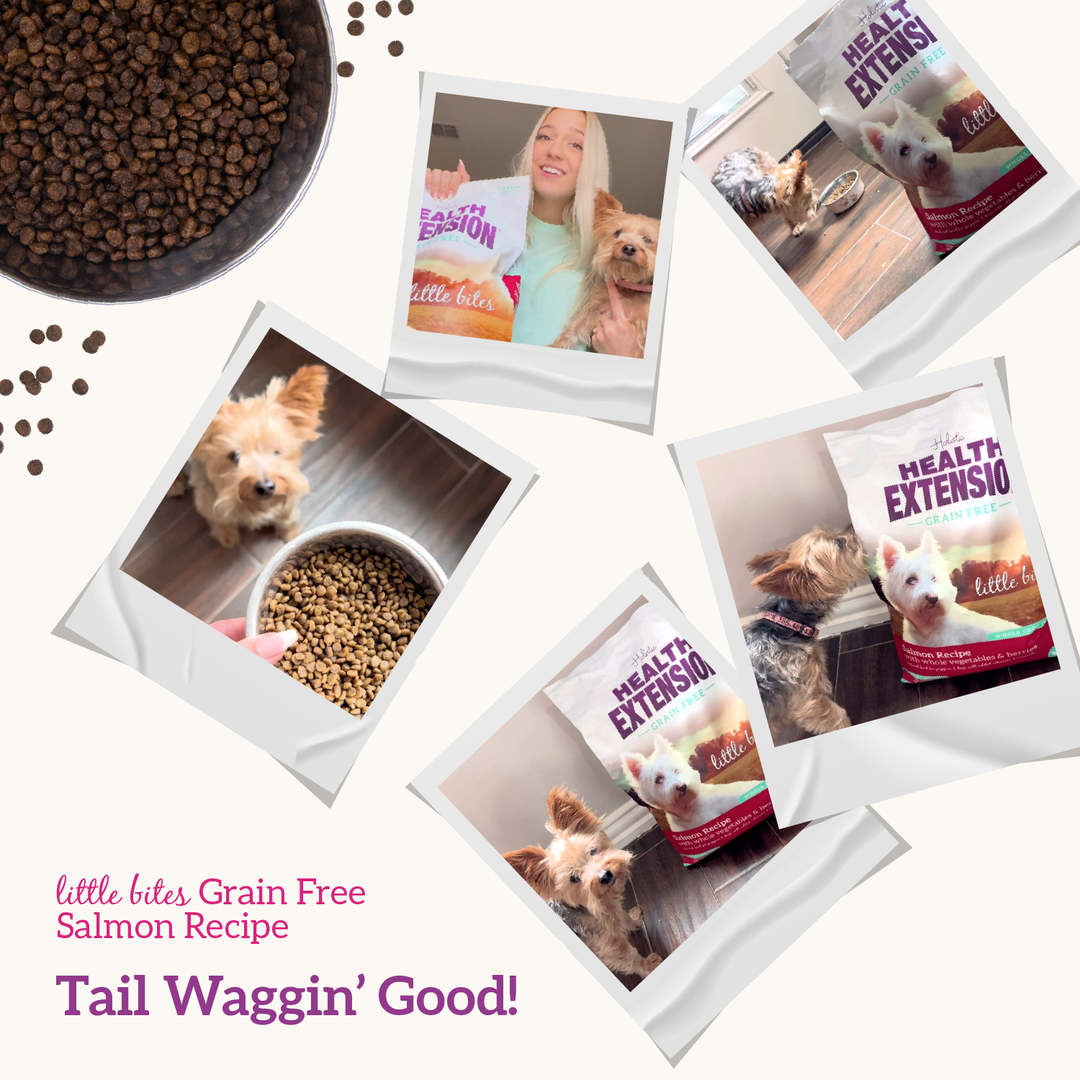 Health Extension Pet Care - Grain Free Salmon & Sweet Potato Little Bites Recipe: 3.5lb