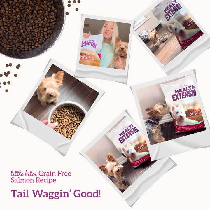 Health Extension Pet Care - Grain Free Salmon & Sweet Potato Little Bites Recipe: 3.5lb