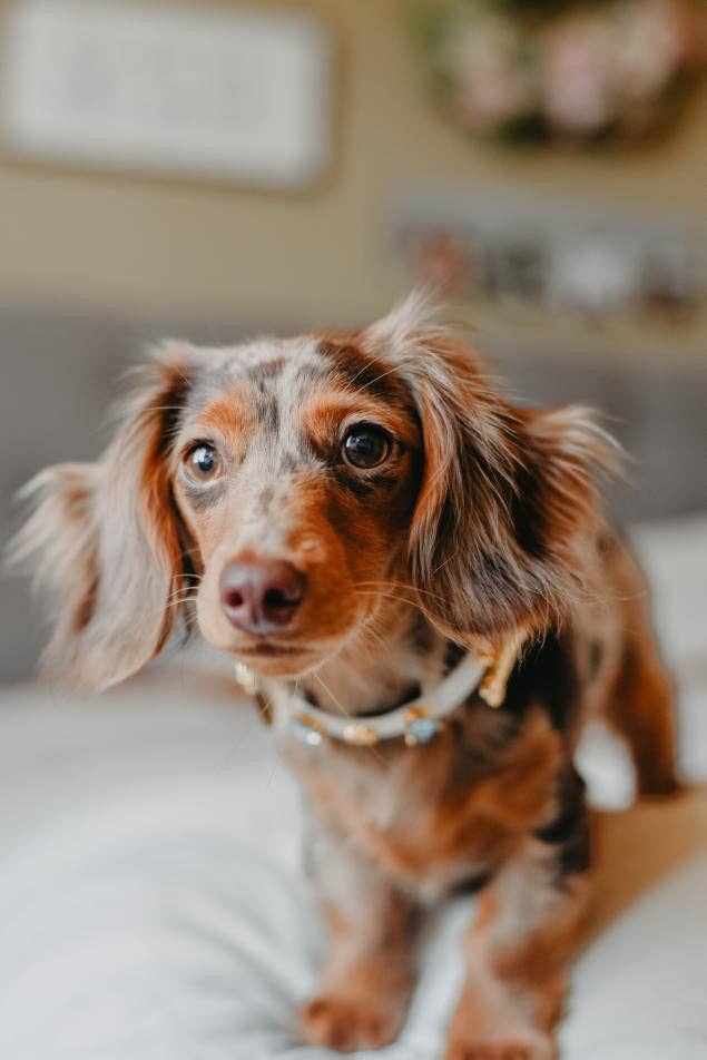 Paw London - Hampstead Blue Swarovski Collar White: M