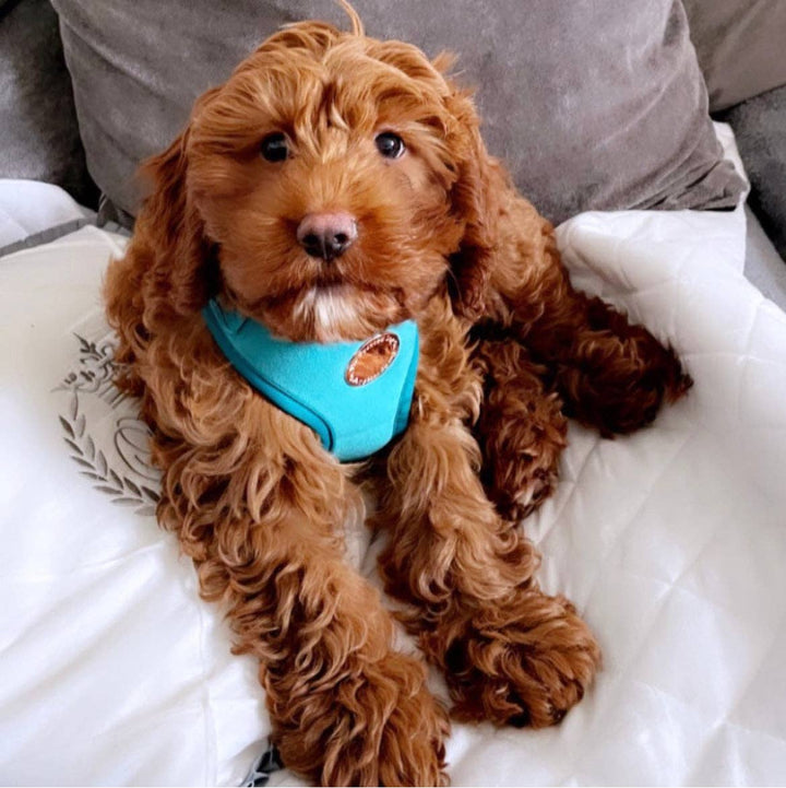 The Spotted Dog Company - Jade Velvet Harness: XS