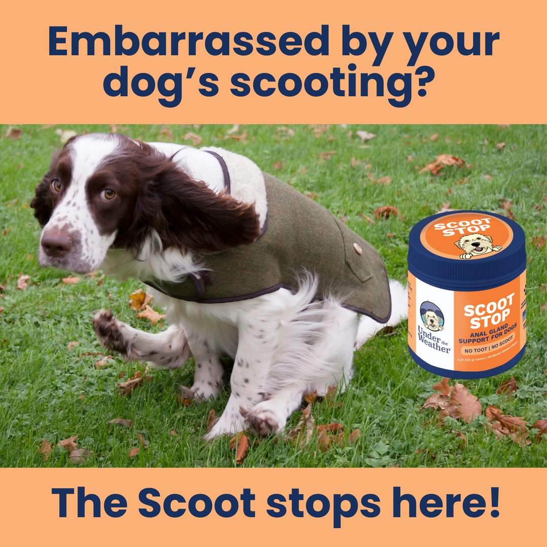 Under the Weather Pet - Scoot Stop Soft Chews for Dogs