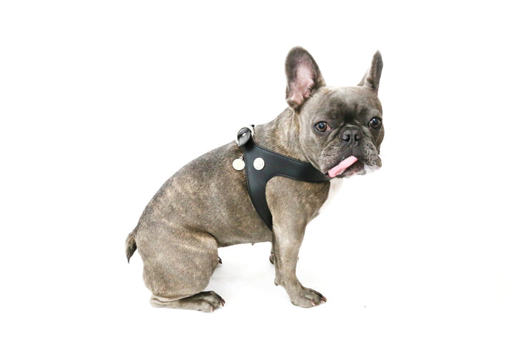Vanderpump Pets- Black Leather Harness