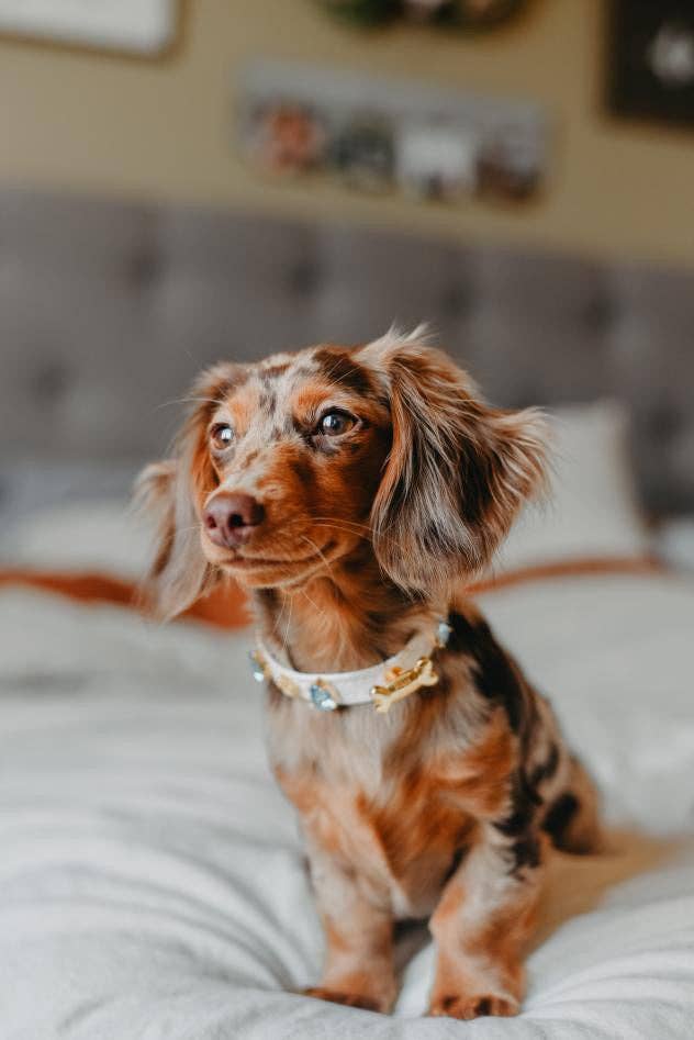 Paw London - Hampstead Blue Swarovski Collar White: M