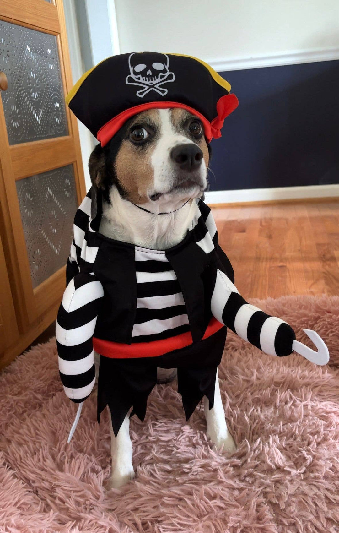 Show & Tail - Pet Apparel - Black Paw-Irate: L